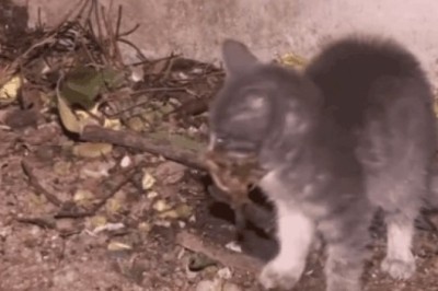 Paws & Claws: Hilarious Showdown as a Cat Tries to Hold a Bird – Who Will Win in this Epic Battle of Fluff and Feathers?