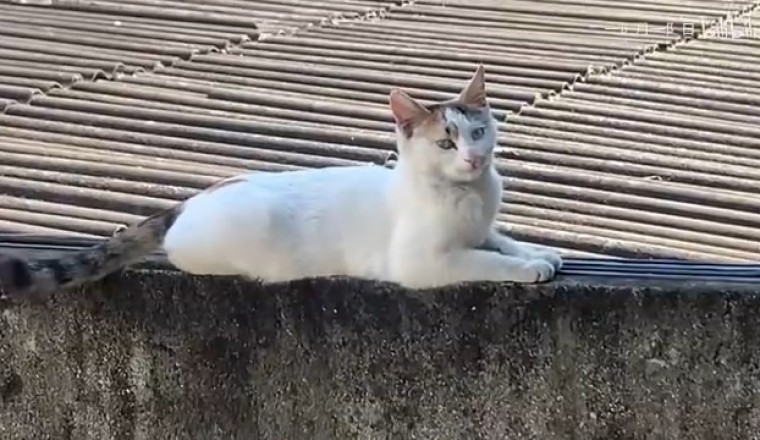 Streetwise Cat Shenanigans: Watch This Pawesome Feline Navigate the Urban Jungle!