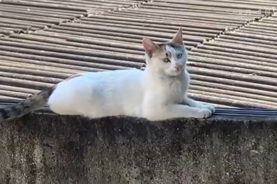 Streetwise Cat Shenanigans: Watch This Pawesome Feline Navigate the Urban Jungle!