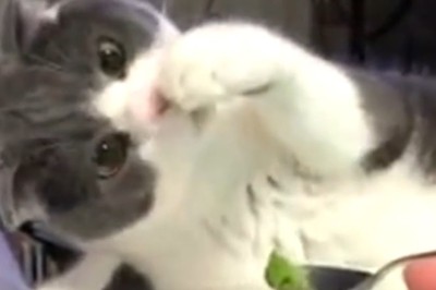 The Funniest Cat Foodie: Hilarious Reactions to a Picky Eater!