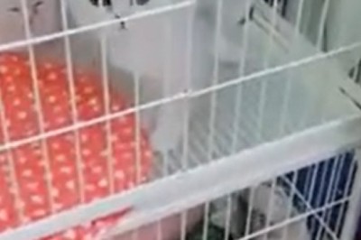 This Adorable Kitten Will Make Your Heart Melt