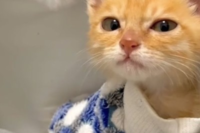 Clawsome Comedy Gold: The Chronicles of Great Cats Unleashed!