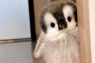 Flippin' Fabulous: The Hilarious Antics of Beautiful Small Penguins!