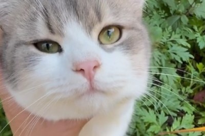 LOL Cats: The most grateful felines you'll ever see!