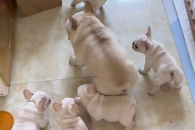 Milk Madness: Small Dogs on a Quest for Calcium Chaos!