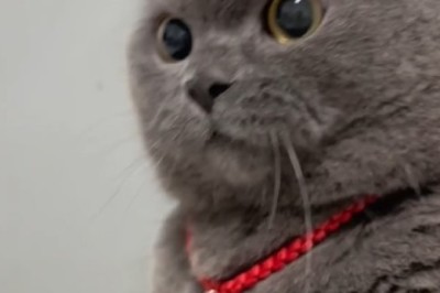 Paw-sitively Hilarious: The Mischievous Antics of a Naughty Cat!