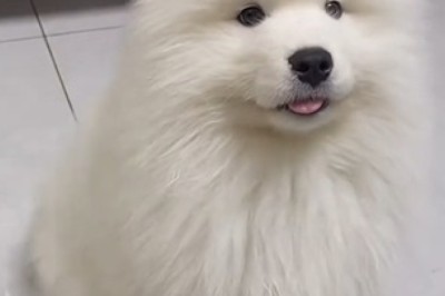 Paws-itively Adorable: The Unbearably Cute Antics of Lovely Dogs Will Melt Your Heart!