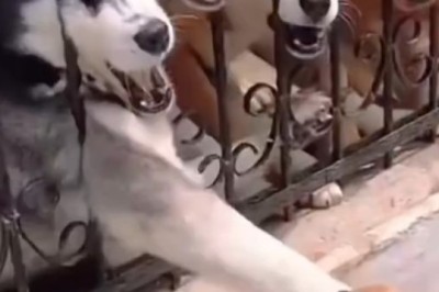 Pawsitively Hilarious: Dogs Being Dogs - A Comedy Compilation!