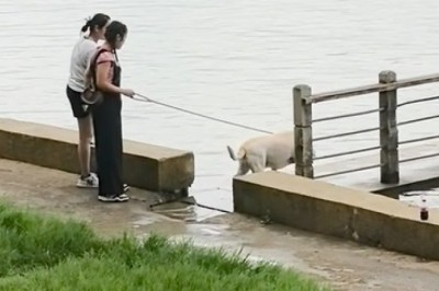 Splash-tastic Surprise: Adorable Dog Takes a Dive into the Deep Unknown!