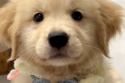 Tiny Tails, Big Laughs: The Ultimate Compilation of Funny Small Dogs!