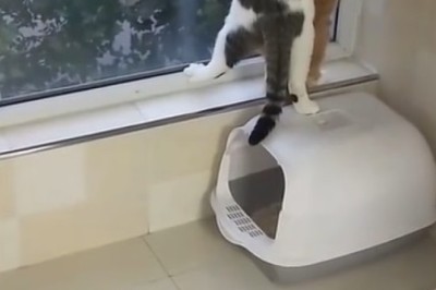 Cat Comedy Club: Three Feline Friends Crafting Hilarious Hijinks Inside!