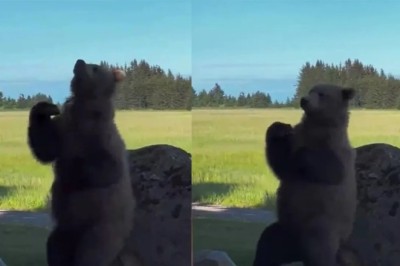 Dancing Bear with a Clubfoot Steals the Show with Hilarious Disco Moves!