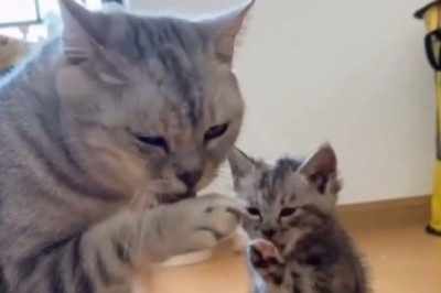 Heartwarming Cuteness Overload: Precious Kitten Mimics Every Move of its Adorable Mom!