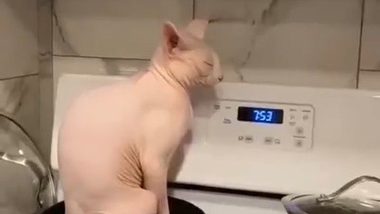 Kitchen Cat-tastrophe: Hilarious Shenanigans of a Mischievous Feline Chef!