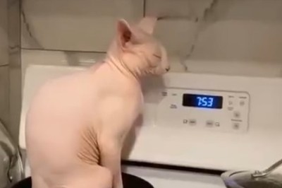 Kitchen Cat-tastrophe: Hilarious Shenanigans of a Mischievous Feline Chef!