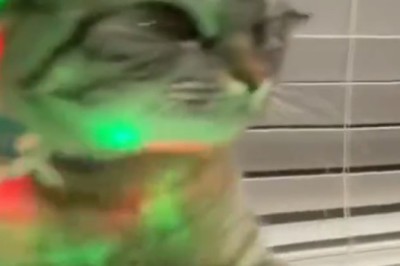 Purr-fect Party Vibes: Watch DJ Cat Spin Some Meow-sic Beats!