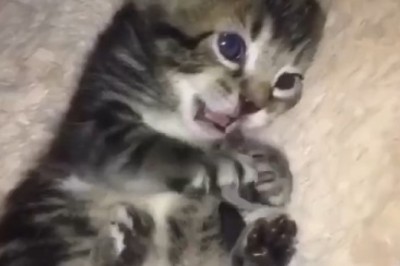 Purrfection Unleashed: Prepare to Melt with Cuteness Watching This Beautiful Kitten Steal Hearts!