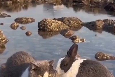 Purrfectly Hare-Raising Encounter: The Unbelievable Cat-Rabbit Doppelgänger Duo!