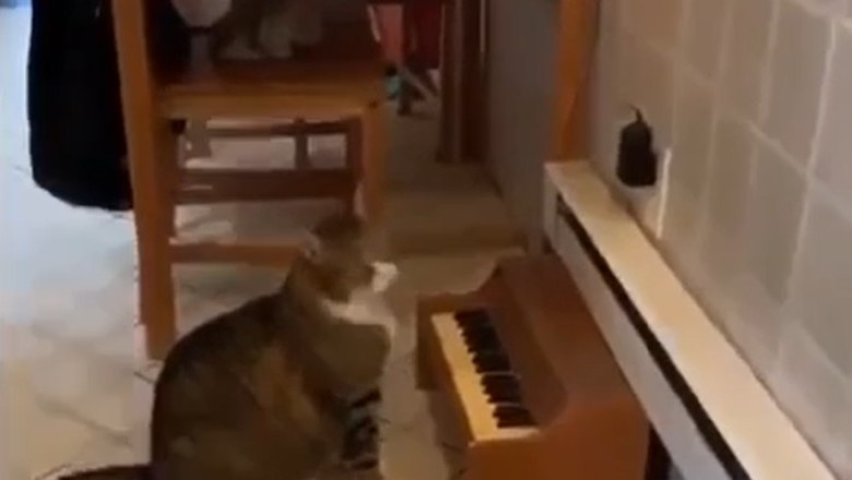 Purrs and Piano Keys: The Feline Maestro Who Will Steal Your Heart!