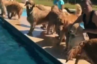Rumble in the Bark Park: Two Dogs Square Off in the Ultimate Showdown!
