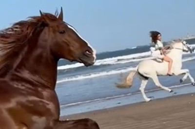 Unbridled Hilarity: Watch This Horse's Unexpected Ground-Rolling Shenanigans!