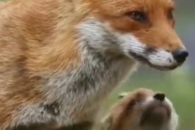 Adorable Chaos Alert! Watch This Fox Family's Hilarious Shenanigans!