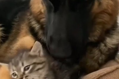 Adorable Chaos: Sheepdog's Playdate With Kitten!