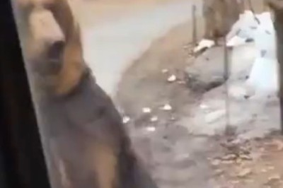 Bear Necessities: Hilarious Encounter with Curious Bear Caught on Camera! 🐻📹