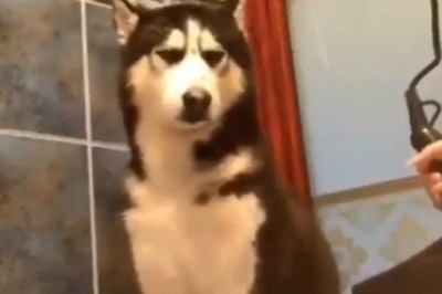 Blowing Away the Competition: Adorable Dog Falls Asleep in Hilarious Hairdryer Cuddle!