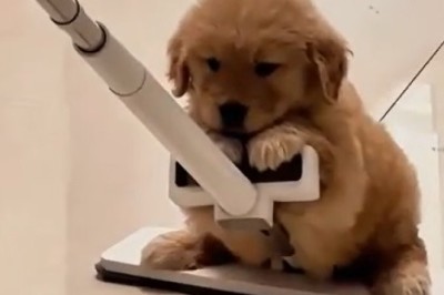 Can Your Paws Handle the Air? Watch This Small Dog Defy Gravity in the Most Adorable Way Possible!