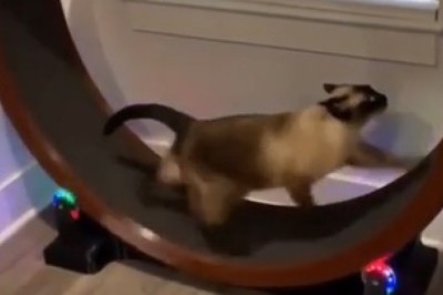Cat Got Spin Skills: Watch This Whirlwind Feline Spin Its Way Into Your Heart!