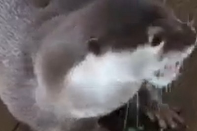 Cutest Alert: Asian Small-Clawed Otter Shenanigans!