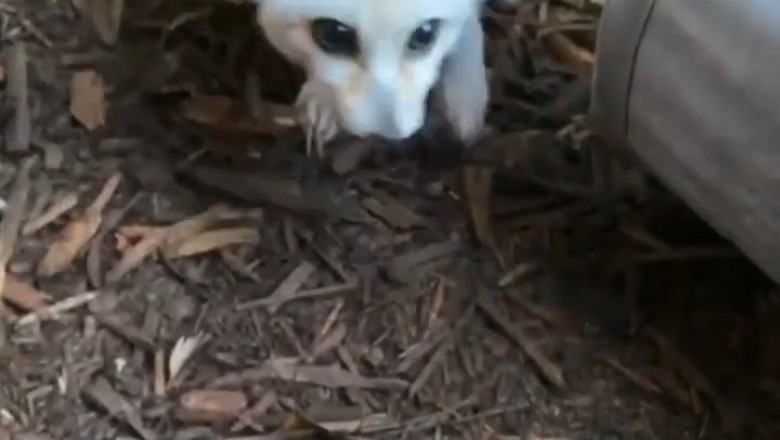 Cutest Alert! 🦊 The Fennec Fox - Ultimate Cuteness Overload!