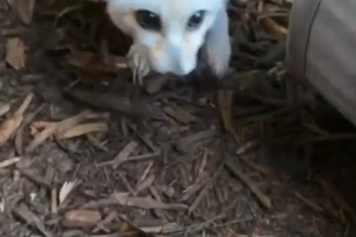 Cutest Alert! 🦊 The Fennec Fox - Ultimate Cuteness Overload!
