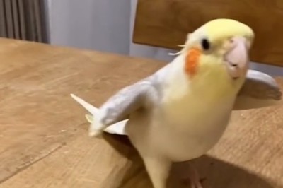 Feathered Fun: Hilarious Parrot Sings Its Way Into Your Heart!