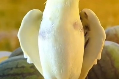 Hilarious Bird Turns 'Tweeting' Into a Tasty Watermelon Symphony! You Won't Believe Your Ears!