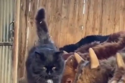 Hilarious Moment: Cat Mesmerized by Cows!