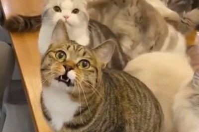 Hilarious Negotiation Tactics: Watch Cats Strike Purr-fect Deals in this Funny Video!