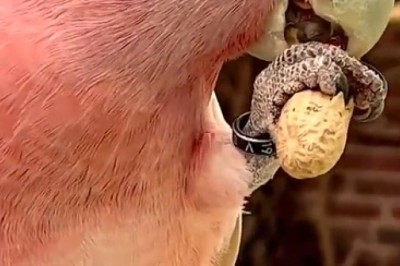 Hilarious Parrot Serenades Peanuts with a Song!