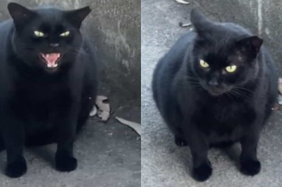 Meet the 'Colossus of Rhodes,' the Enormous Cat with Multiple Families Creating Waves in Greece!