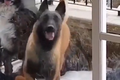 Paws & Groove: Dynamic Duo Busts a Move in Hilarious Cabin Dance-Off!