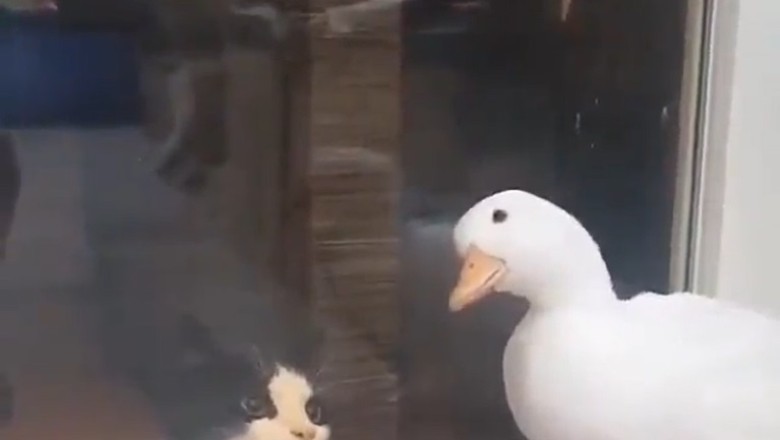 Quack-tastic Crossover: The Hilarious Misadventures of a Cat and Duck Tag Team That Will Quack You Up!