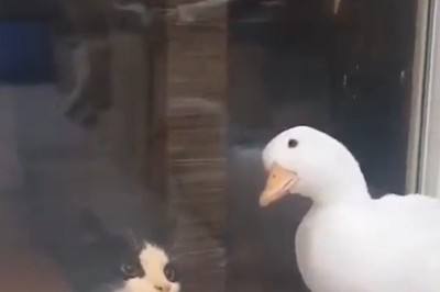 Quack-tastic Crossover: The Hilarious Misadventures of a Cat and Duck Tag Team That Will Quack You Up!