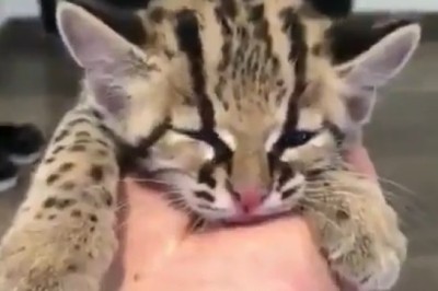 Roar-fectly Hilarious: Young Tigers and Their Hilarious Owner!