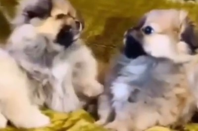 Rumble in the Living Room: Watch These Tiny Pups Duke it Out in the Most Adorable Battle Ever!