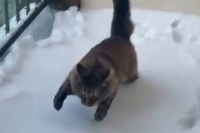 Speedy Paws: Meet the Fast Cat That Zooms Through Life with Lightning Speed!