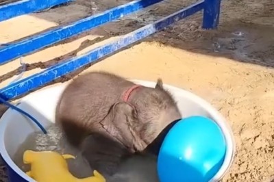 Tiny Trunk, Big Splash: Adorable Baby Elephant Splashes Its Way to Bath Time Fun