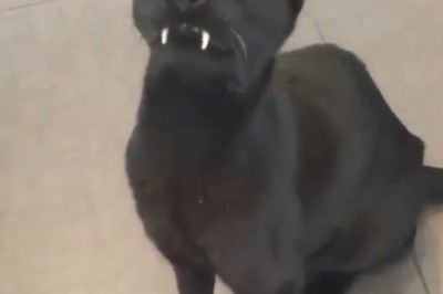 Unbelievable: Cat with Fangs Like a Tiger!