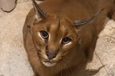 Viral Video Alert! 🚨 Caracal Goes Crazy on Camera Holder!