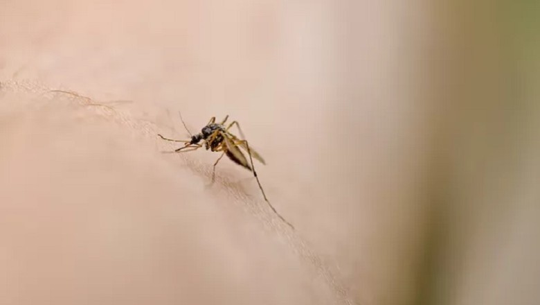 Why Mosquitoes Are Skipping the 'Invasion' Despite Ideal Conditions - The Truth Revealed!